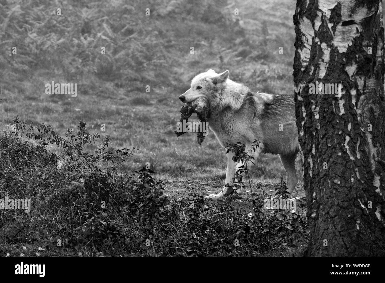 Un lupo di legno portando la sua preda Foto Stock