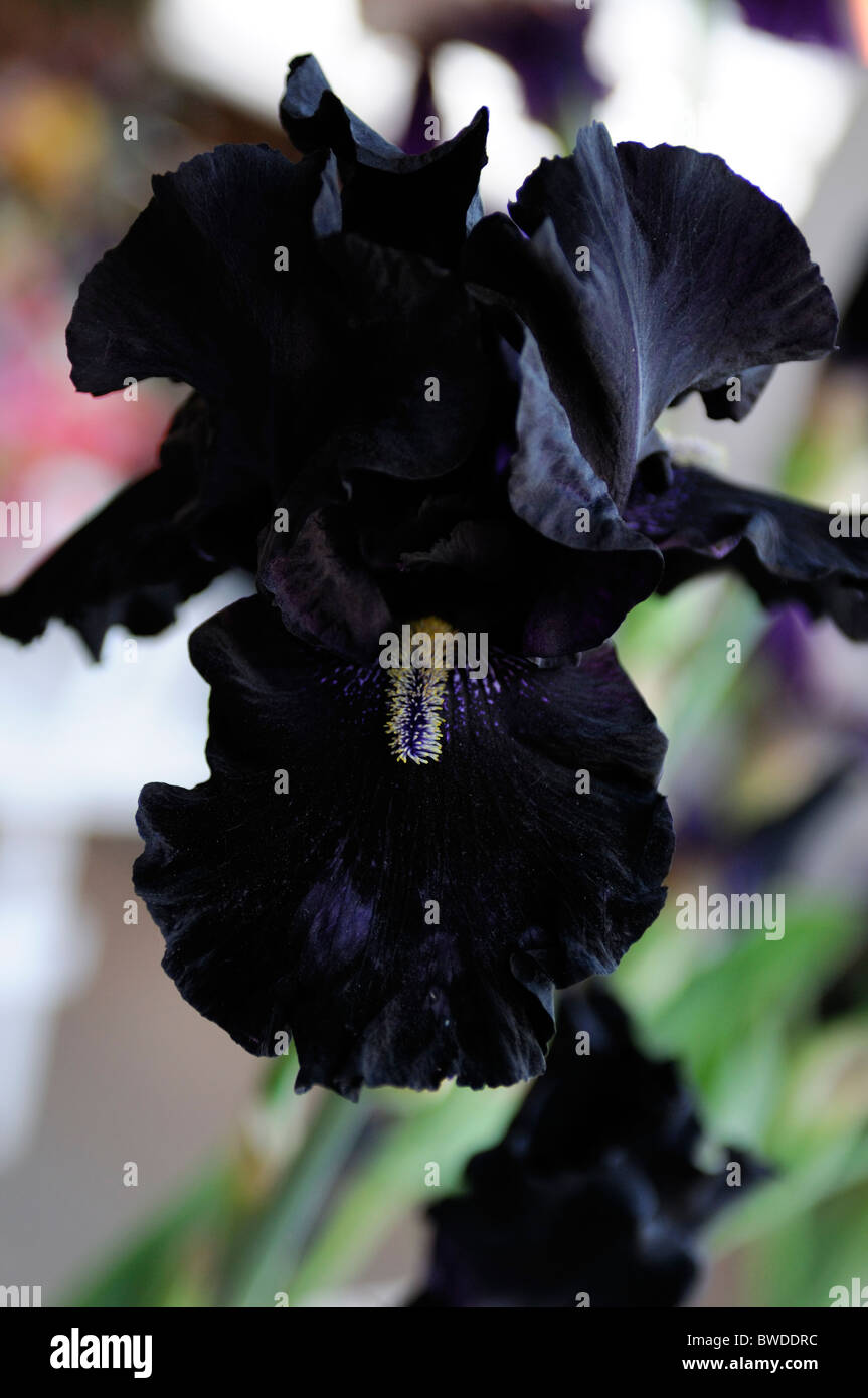 Viola scuro nero fiore fiori sbocciano i fiori perenni iris barbuto qui arriva la notte Foto Stock