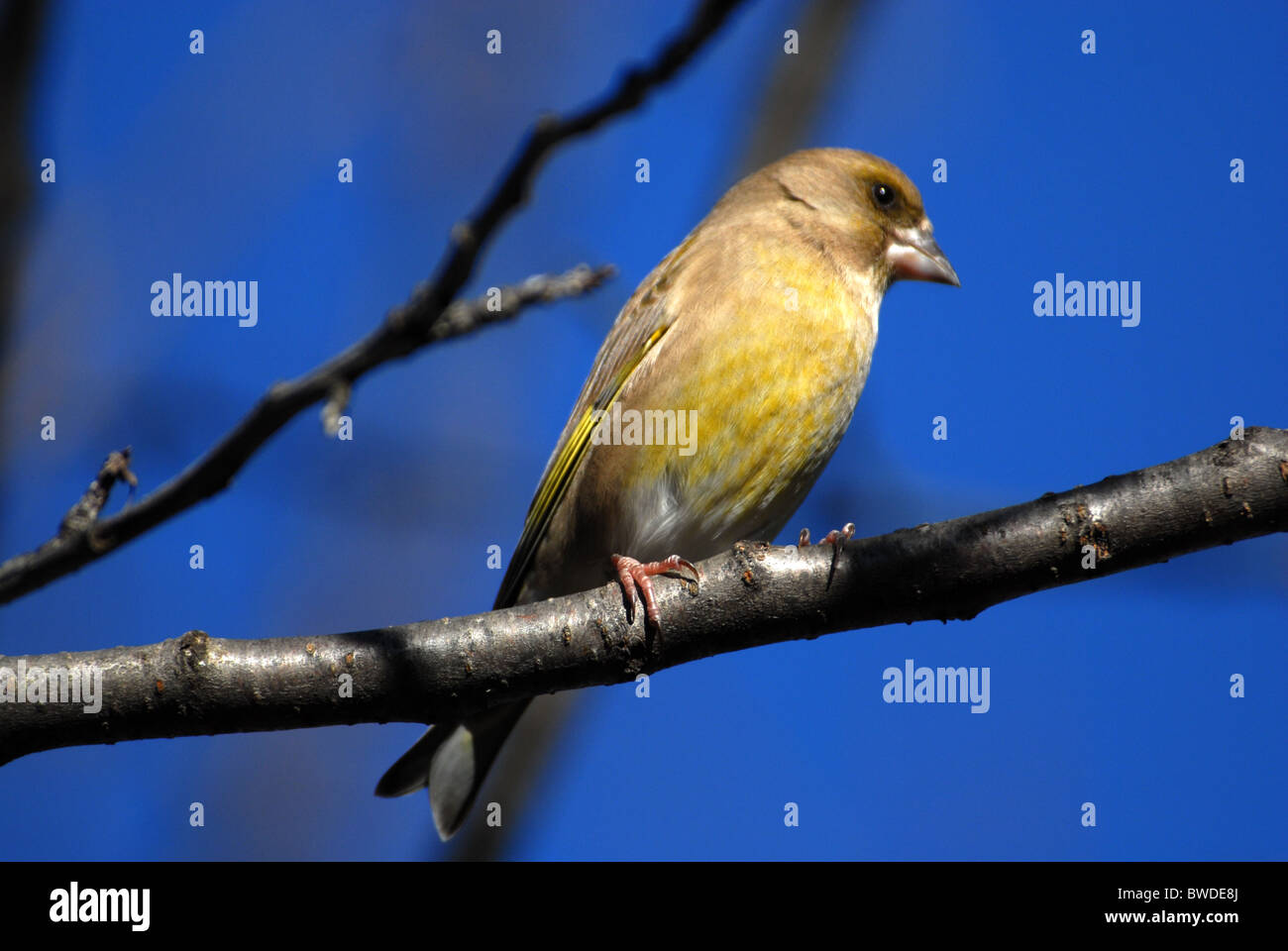Green finch Passeriformes fringillidae Foto Stock