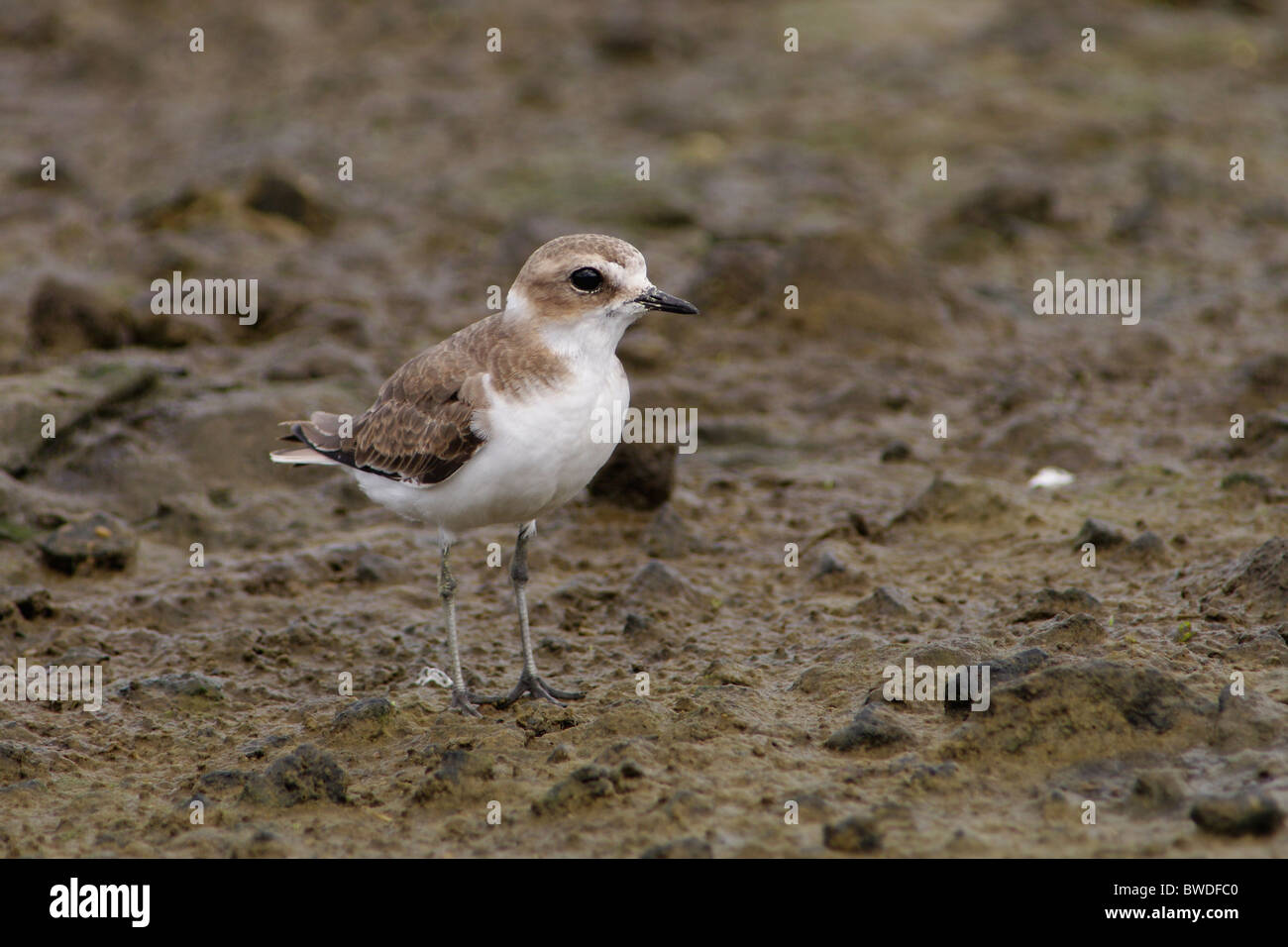 Kentish Plover (Charadrius alexandrinus) in piedi su una pianura costiera fangosa nelle Azzorre, Portogallo. Foto Stock