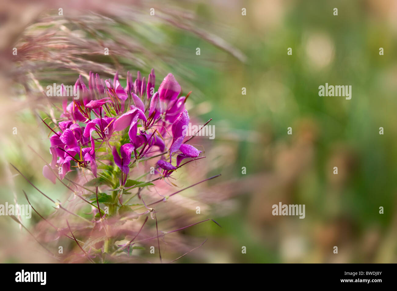 Un unico fiore spider - Cleome spinosa 'Violetta Queen' Foto Stock