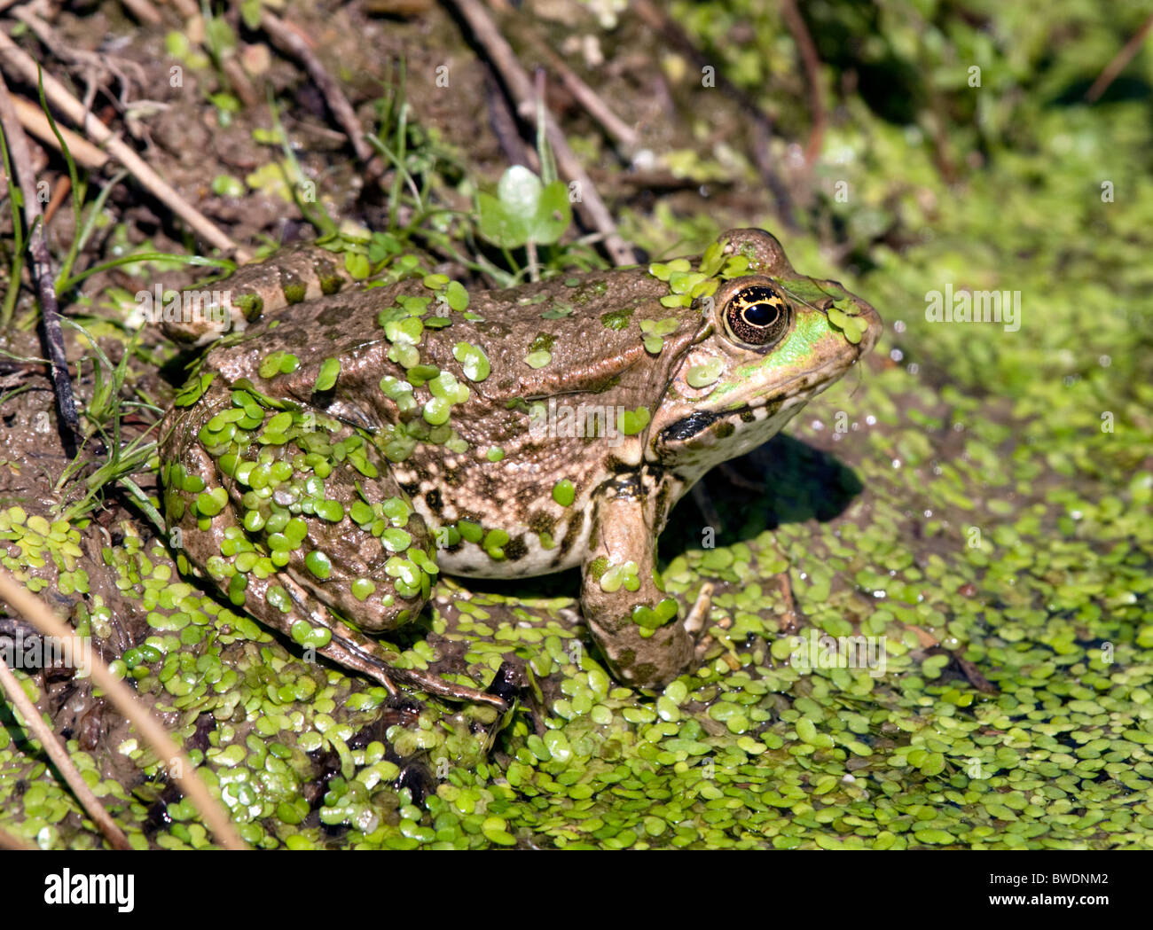 Rana di palude (pelophylax ridibundus) Foto Stock