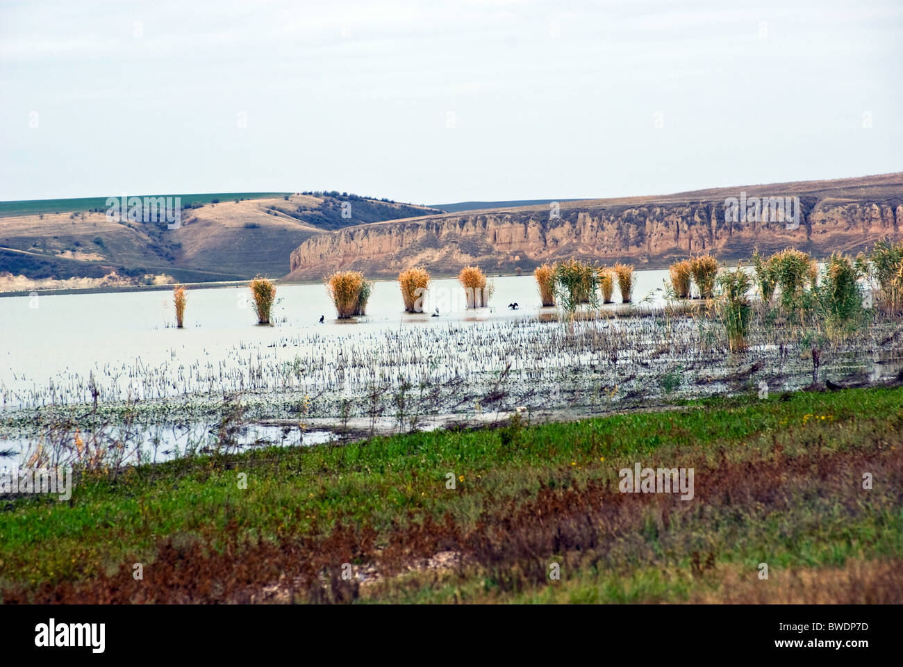 Spiaggia Lago con canne e uccelli acquatici. Foto Stock