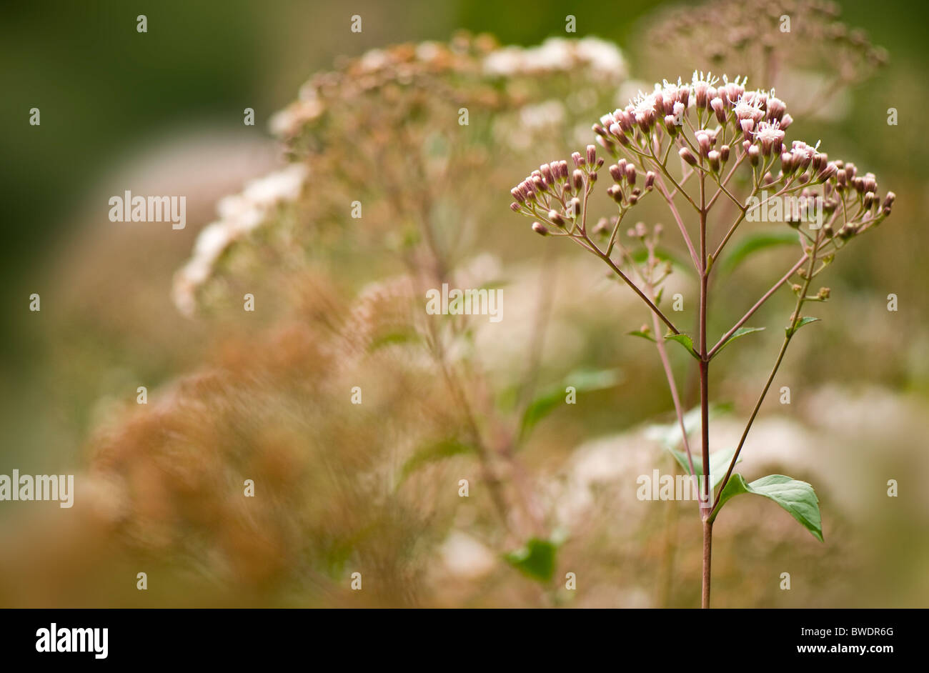 Eupatorium ligustrinum syn micranthum - incenso Bush con piccoli fiori bianchi Foto Stock