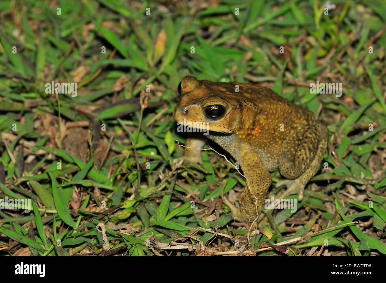 Rospo asiatico Bufo melanostictus, Bufonidae, Gilimanuk, Bali, Indonesia Foto Stock