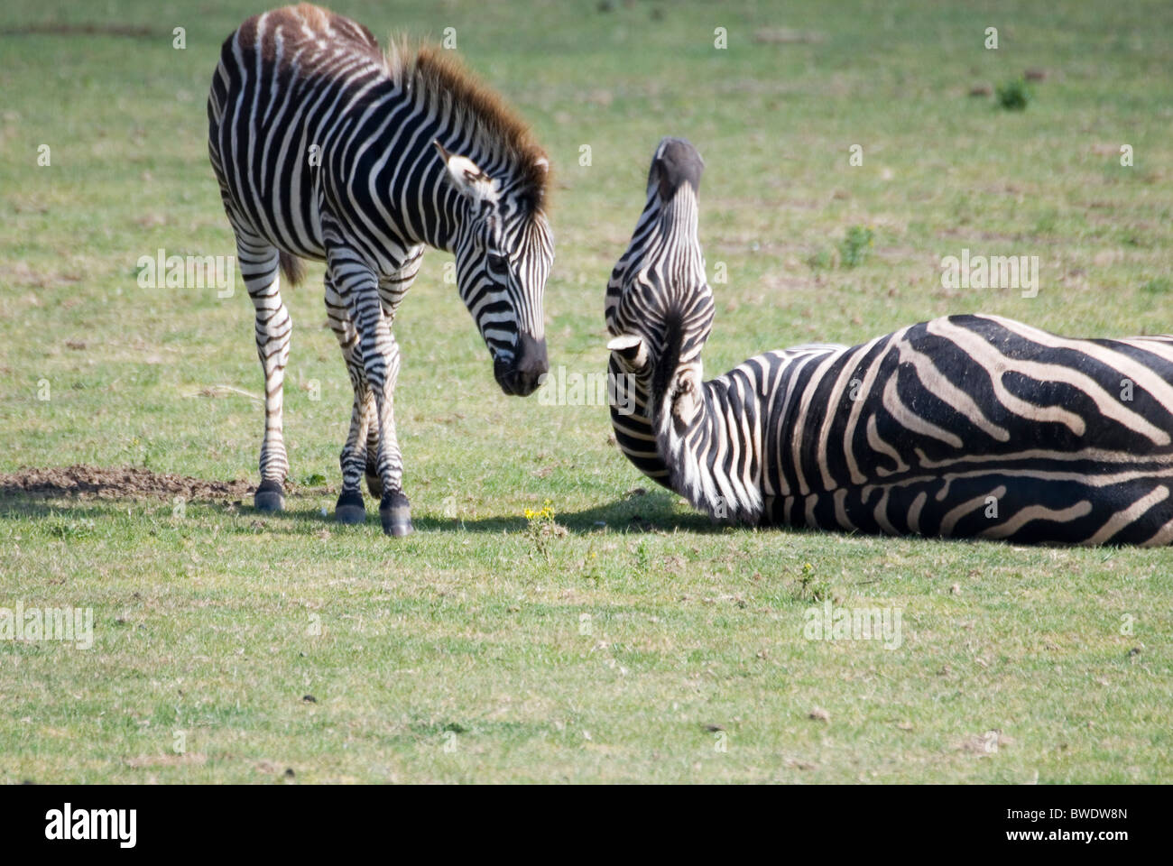 Due Burchells Zebra, Yorkshire Wildlife Park, Inghilterra Foto Stock