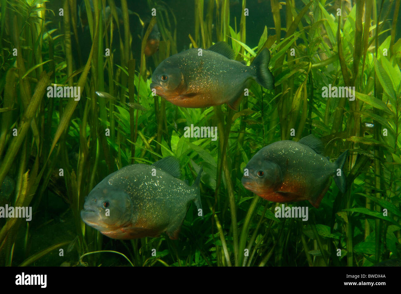 Ventre rosso Piranha nattereri Pygocentrus trovati in Amazzonia Foto Stock