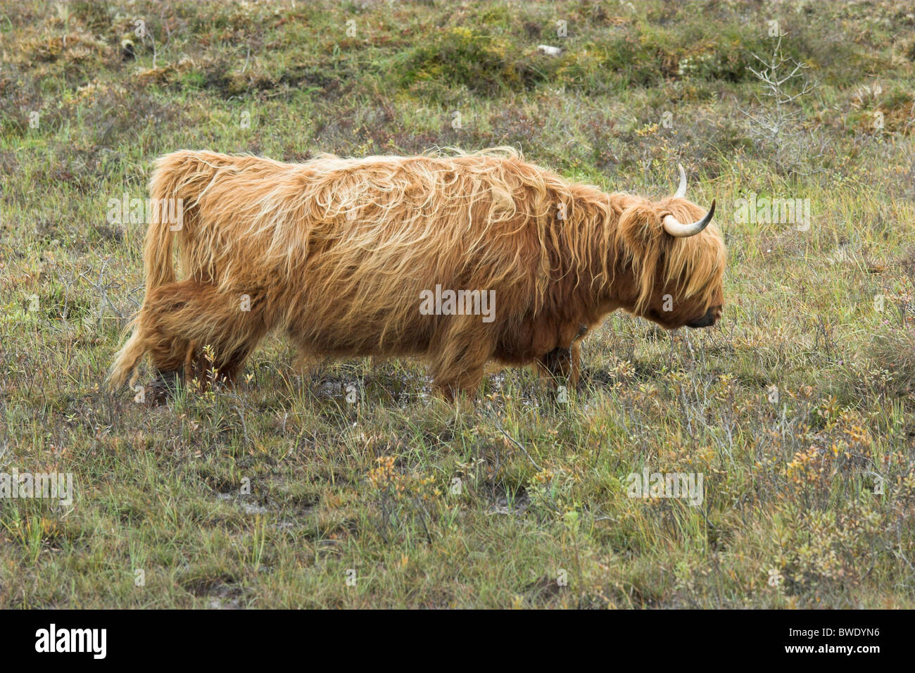 Highland mucca bovini domestici Bos tarus alimentazione nella macchia Inverness-shire Highland Foto Stock