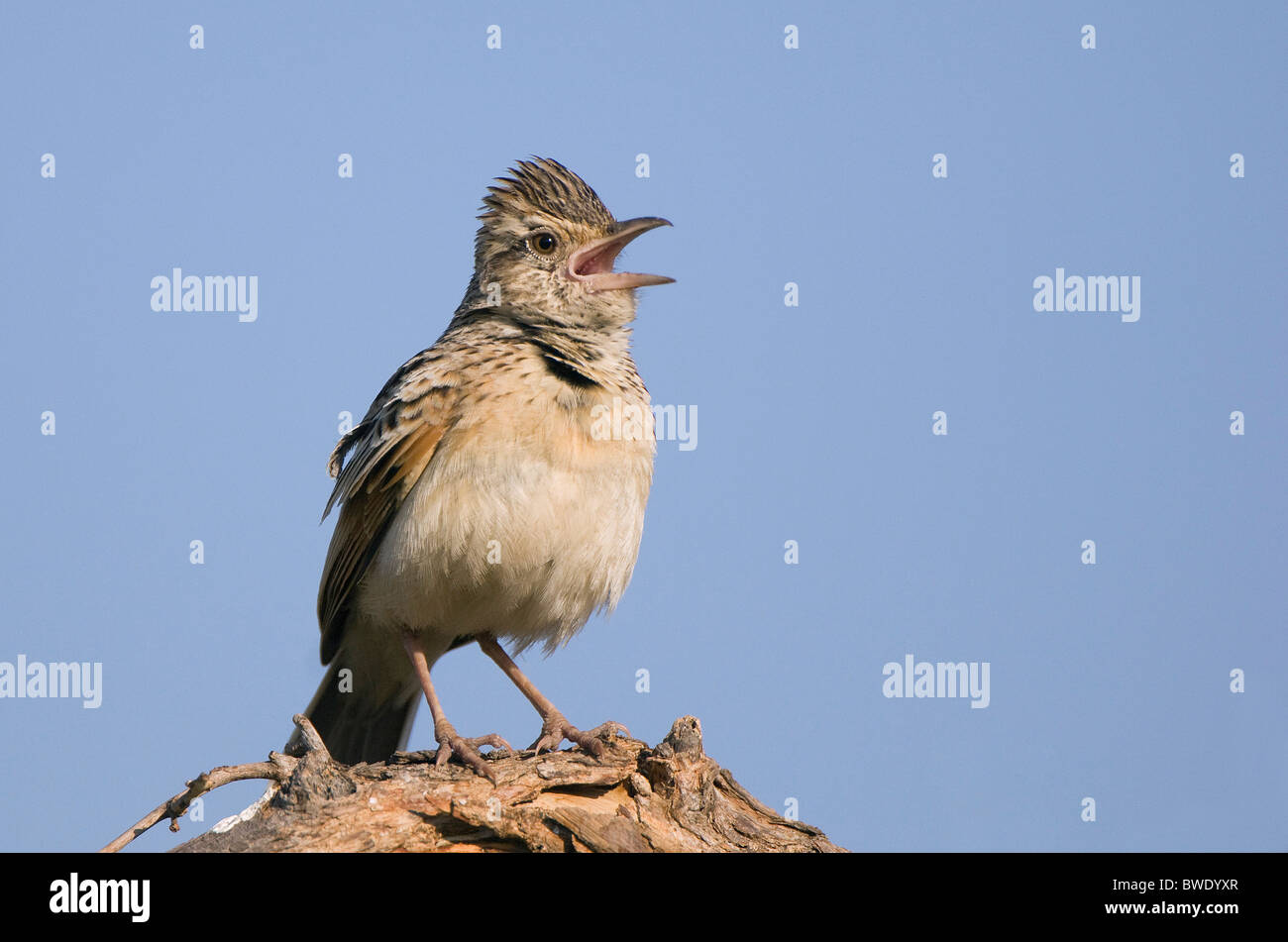 Voce maschile Rufous-naped lark Mirafra africana display territoriale da alta pesce persico Okavango Delta Foto Stock