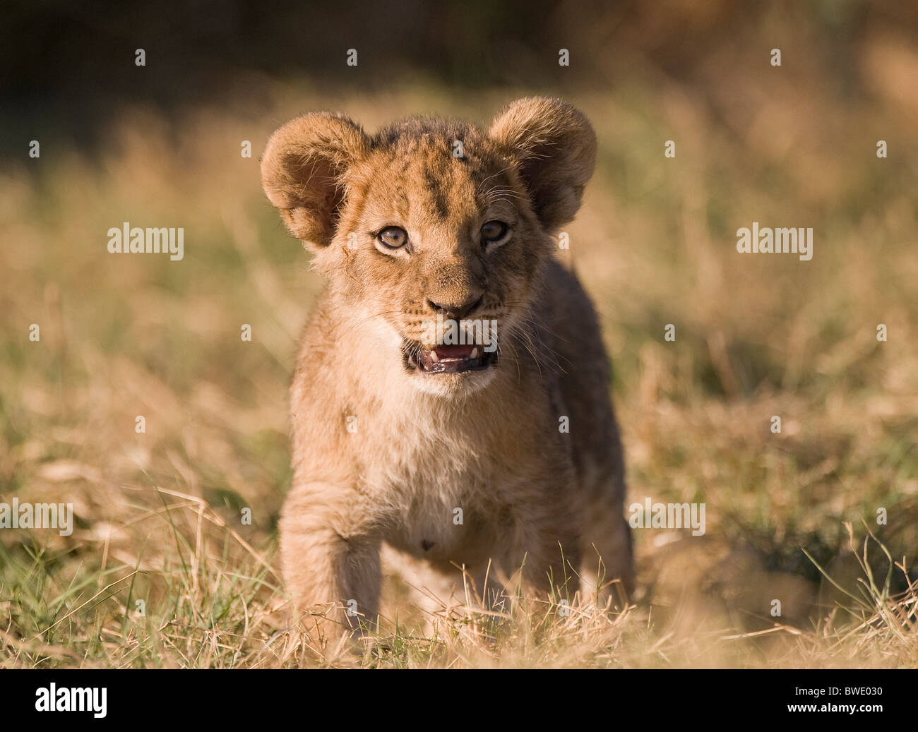 Lion cub Panthera leo in piedi Duba Plains Okavango Delta Foto Stock