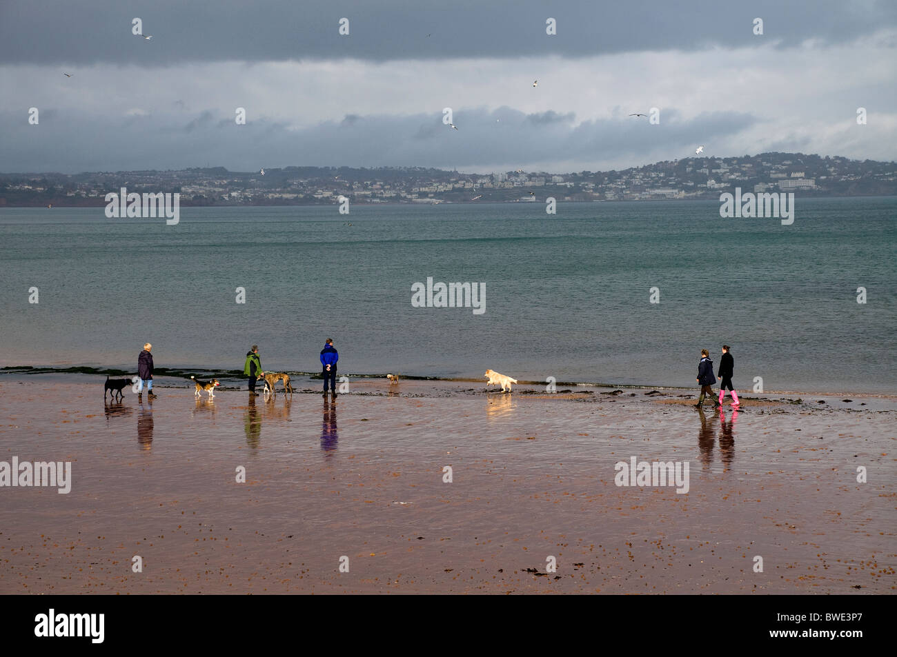 La gente camminare cani sulla spiaggia Broadsands nr Paignton Foto Stock