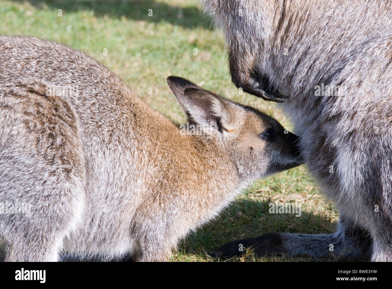 Bennetts Wallaby Joey bere latte delle madri, Yorkshire Wildlife Park, Inghilterra Foto Stock
