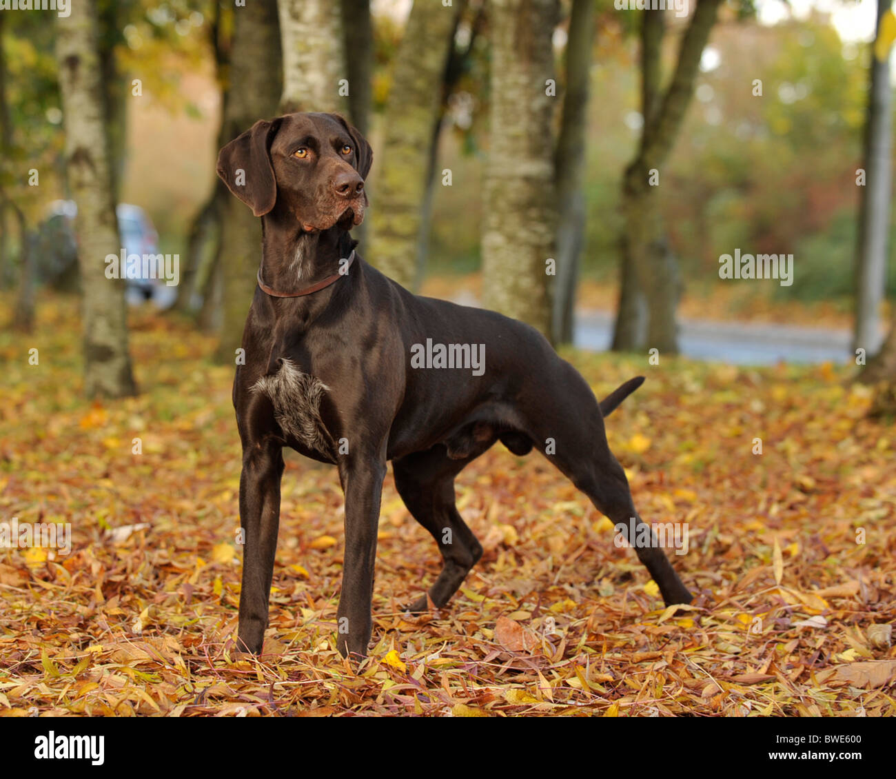 Il tedesco shorthaired puntatore cane nel bosco in autunno Foto Stock