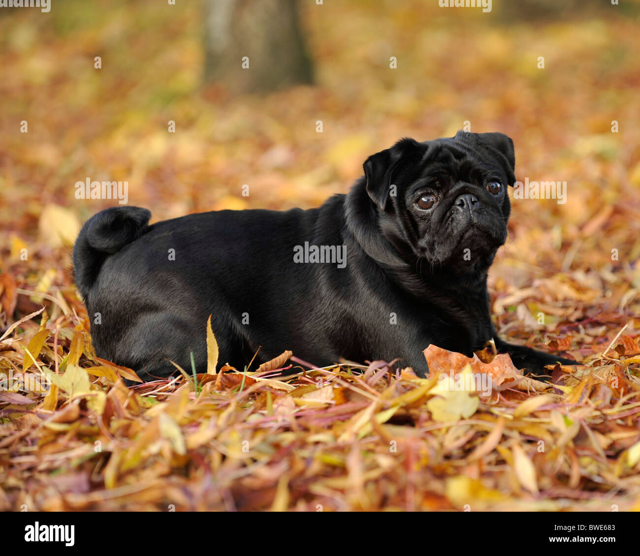 Pug dog giacente in foglie di autunno Foto Stock