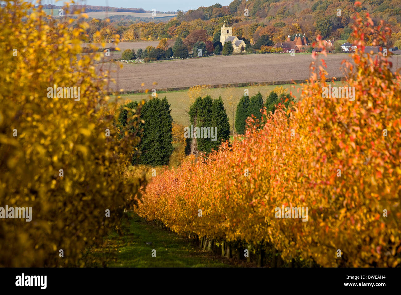 Vista autunnale della chiesa Horsemonden e oast house da un frutteto di golden leaf ciliegi vicino a Goudhurst Kent REGNO UNITO Foto Stock