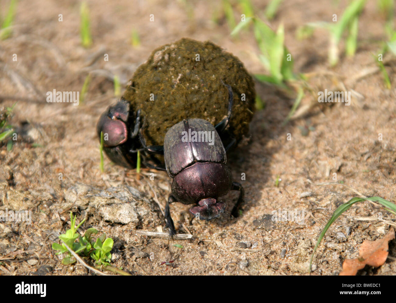 Sterco scarabeo o Scarabeo scarabeo, Scarabaeidae, Scarabaeoidea, Coleoptera, Hluhluwe, Sud Africa. Eventualmente Pachylomeras femoralis. Foto Stock