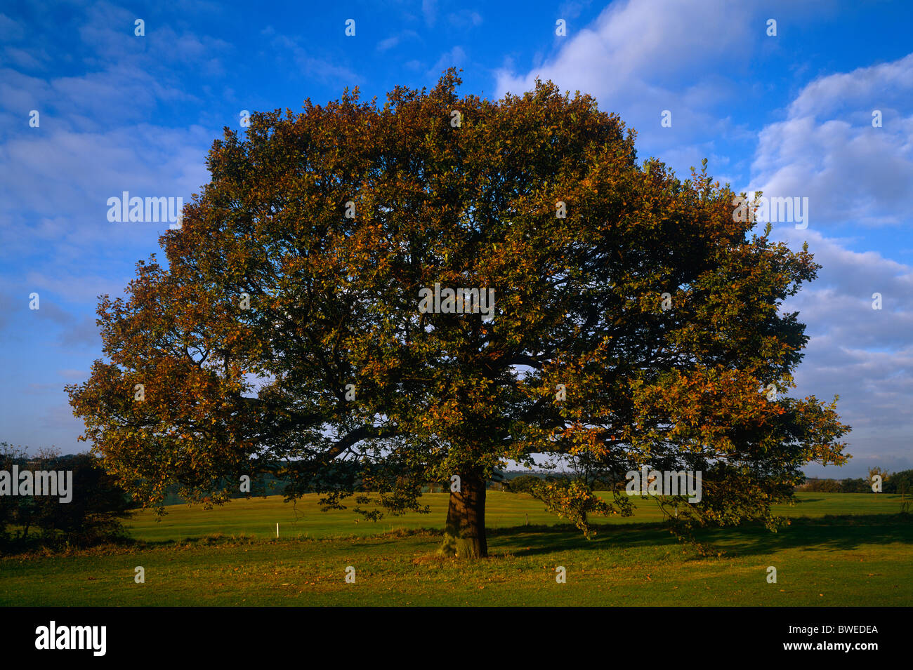 Una quercia a inizio autunno nei pressi di Ryton, Gateshead, Tyne and Wear Foto Stock