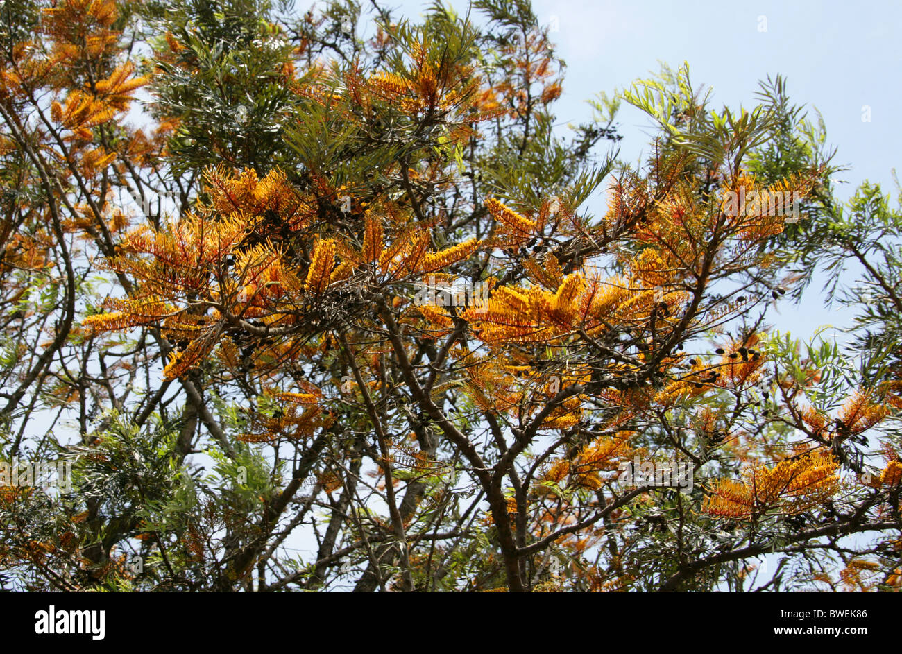 A sud di rovere setosa e vellutata-quercia o argento Australiano-quercia Robusta di Grevillea, Proteaceae. Foto Stock