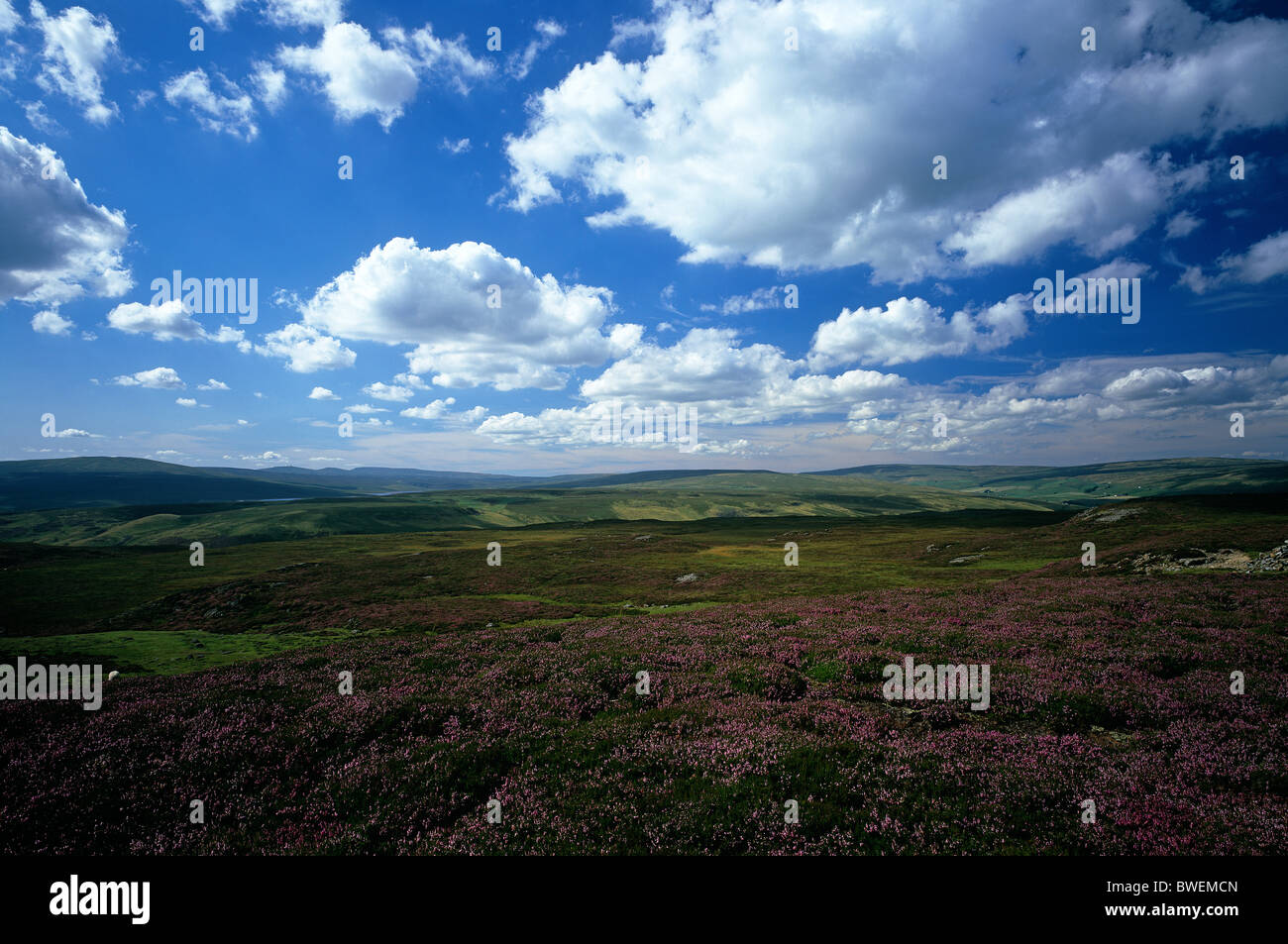 Una vista di Teesdale superiore in heather moorland vicino a Langdon Beck, County Durham Foto Stock