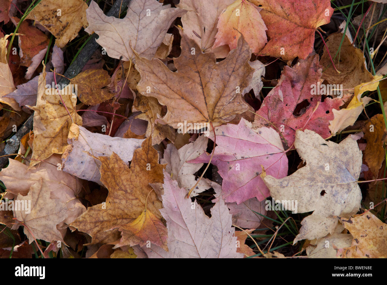 Colorato foglie cadute a terra in autunno in Wisconsin settentrionale, STATI UNITI D'AMERICA Foto Stock