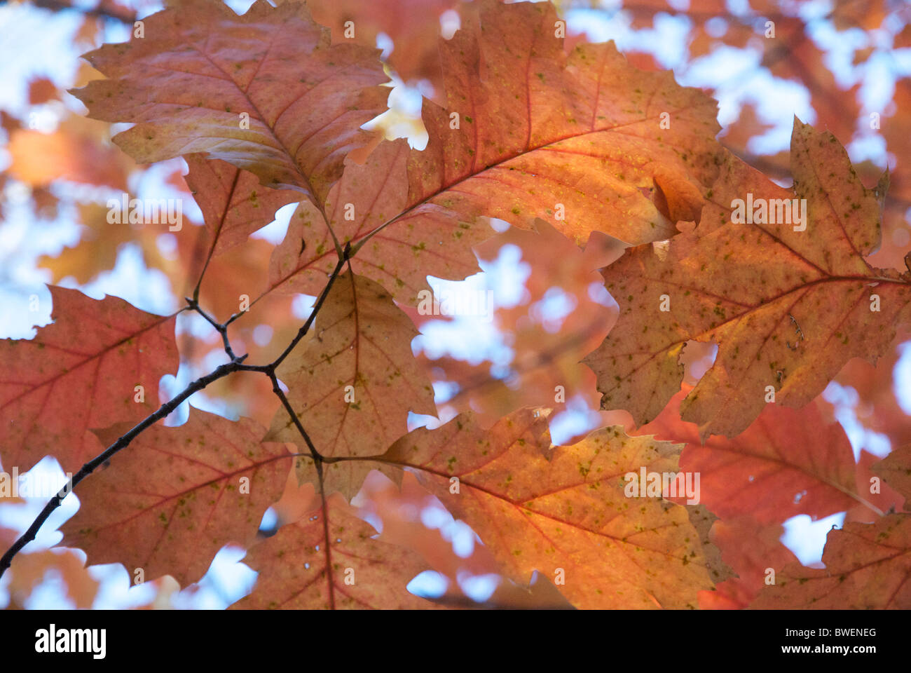 Colorate e luminose le foglie in autunno in Wisconsin settentrionale, STATI UNITI D'AMERICA Foto Stock