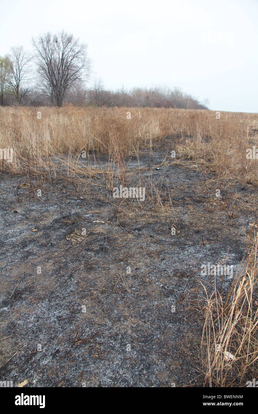 Terra bruciata in un Nature Preserve, Chicago, IL, Stati Uniti d'America Foto Stock