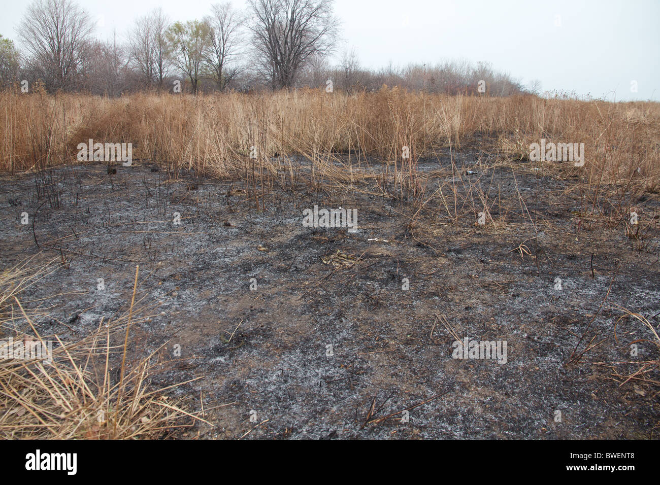 Terra bruciata in un Nature Preserve, Chicago, IL, Stati Uniti d'America Foto Stock