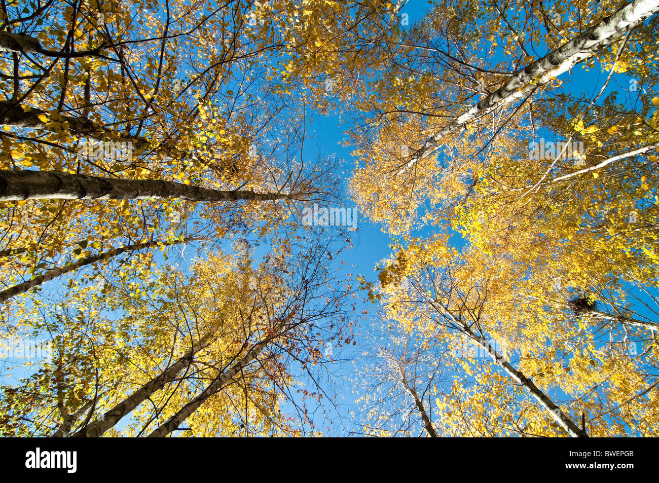 Osservando il fogliame giallo di betulla contro un cielo blu brillante nel mese di novembre in New Jersey, USA. Foto Stock