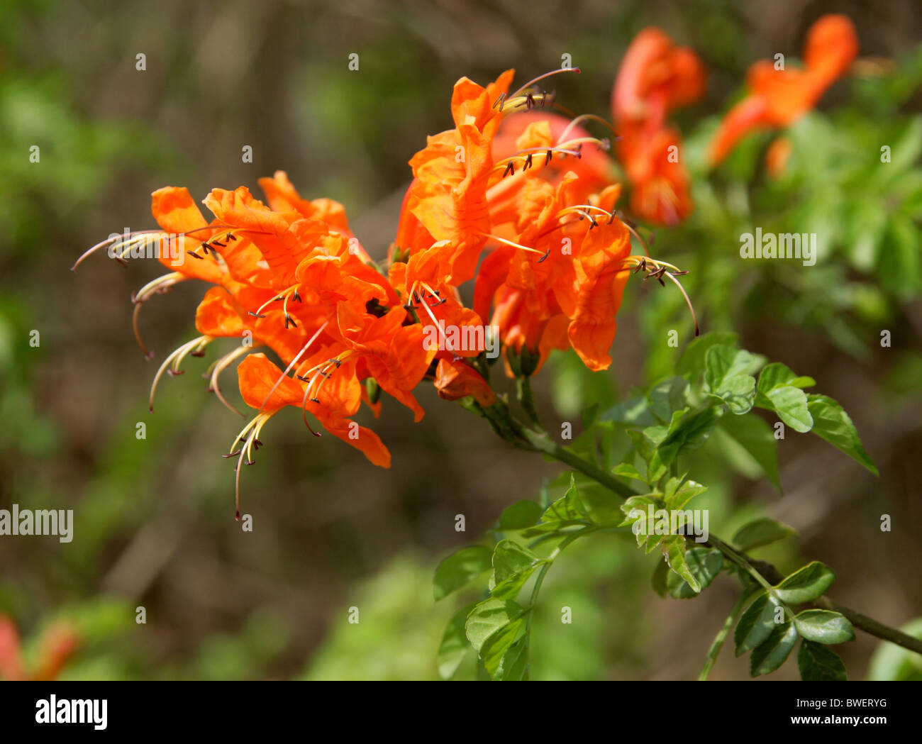 Cape caprifoglio, Tecomaria capensis, Bignoniaceae, Sud Africa Foto Stock