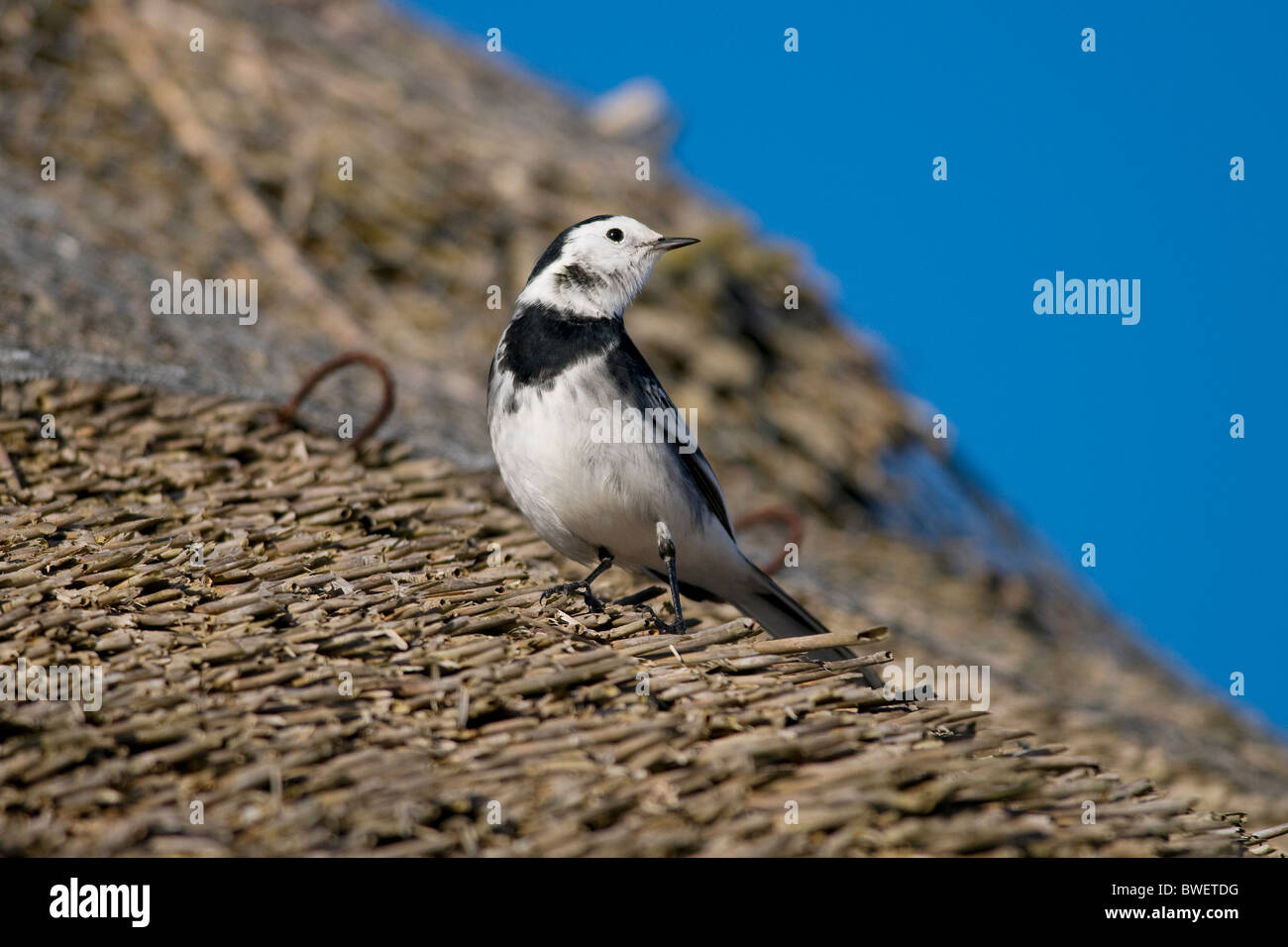 Pied wagtail bird seduta sul cottage con tetto in paglia tetto Foto Stock