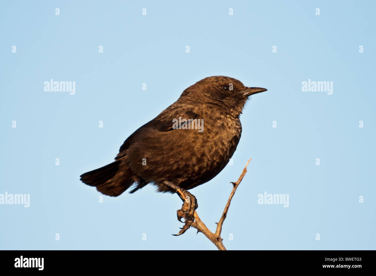 Southern Anteater Chat Foto Stock