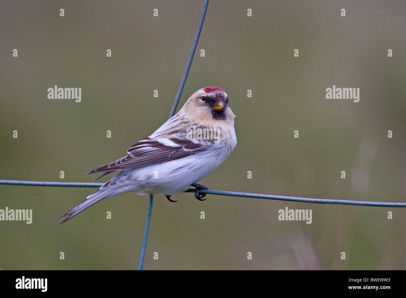 Hornemann's Arctic Redpoll seduta sul recinto di filo Foto Stock