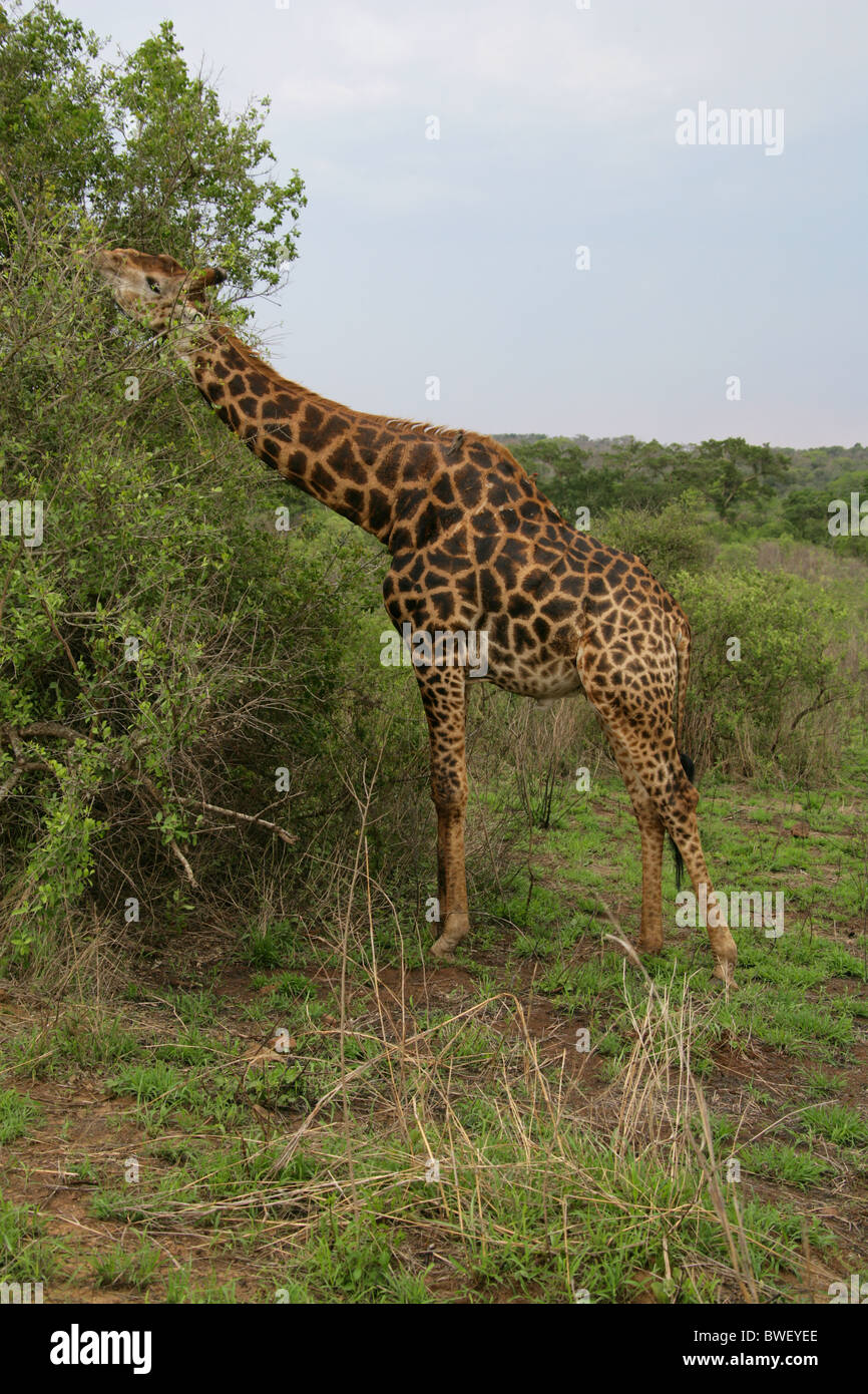 South African Giraffe, Giraffa camelopardalis giraffa, Giraffidae. Hluhluwe-Umfolozi Game Reserve, Kwazulu Natal, Sud Africa. Foto Stock
