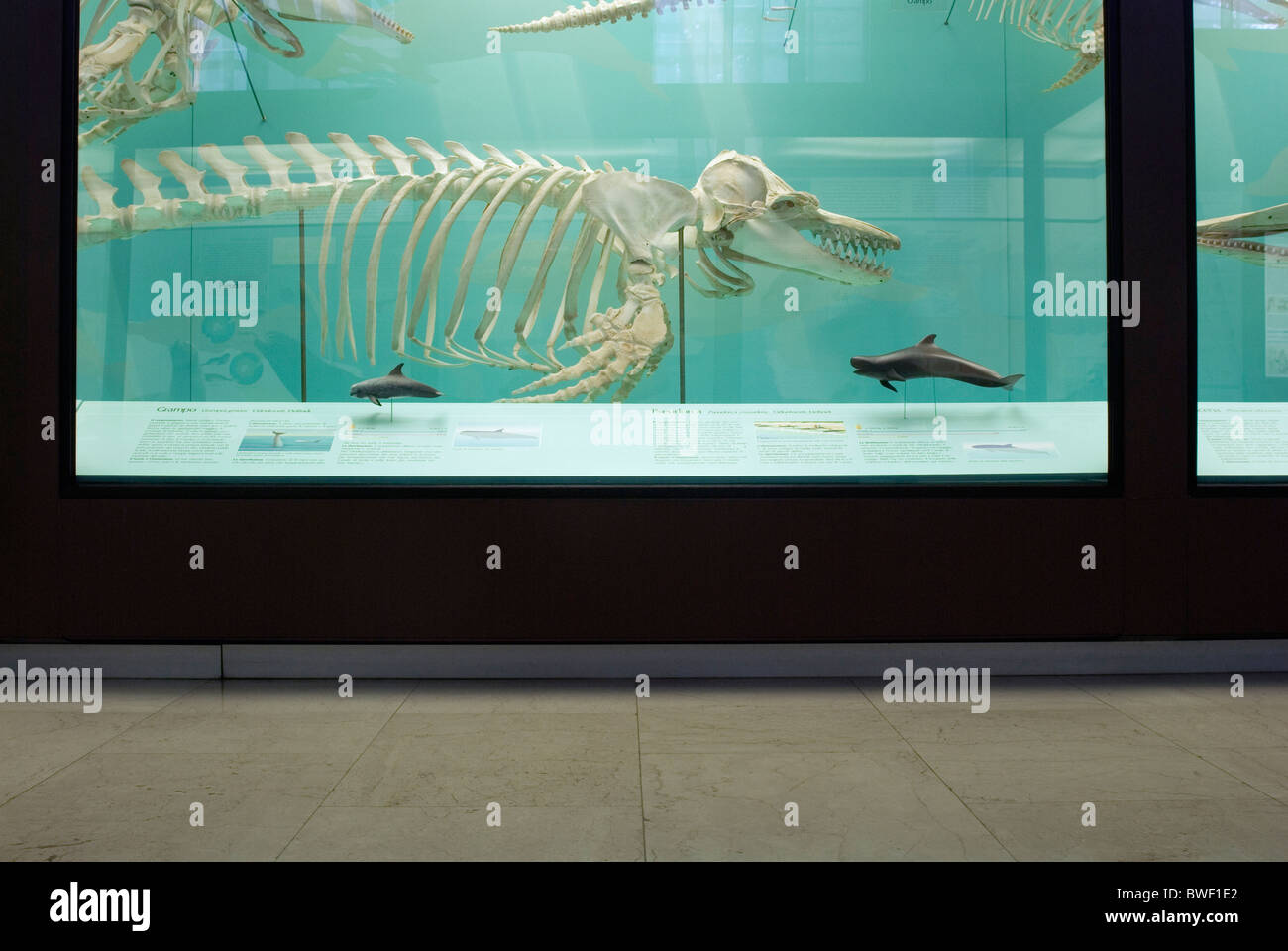 Balena killer (pseudorca crassidens) skeleton in mostra presso il Museo di Storia Naturale - Milano - Italia Foto Stock