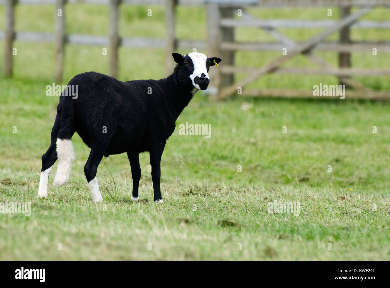 Unico Balwen welsh le pecore di montagna nel campo Foto Stock