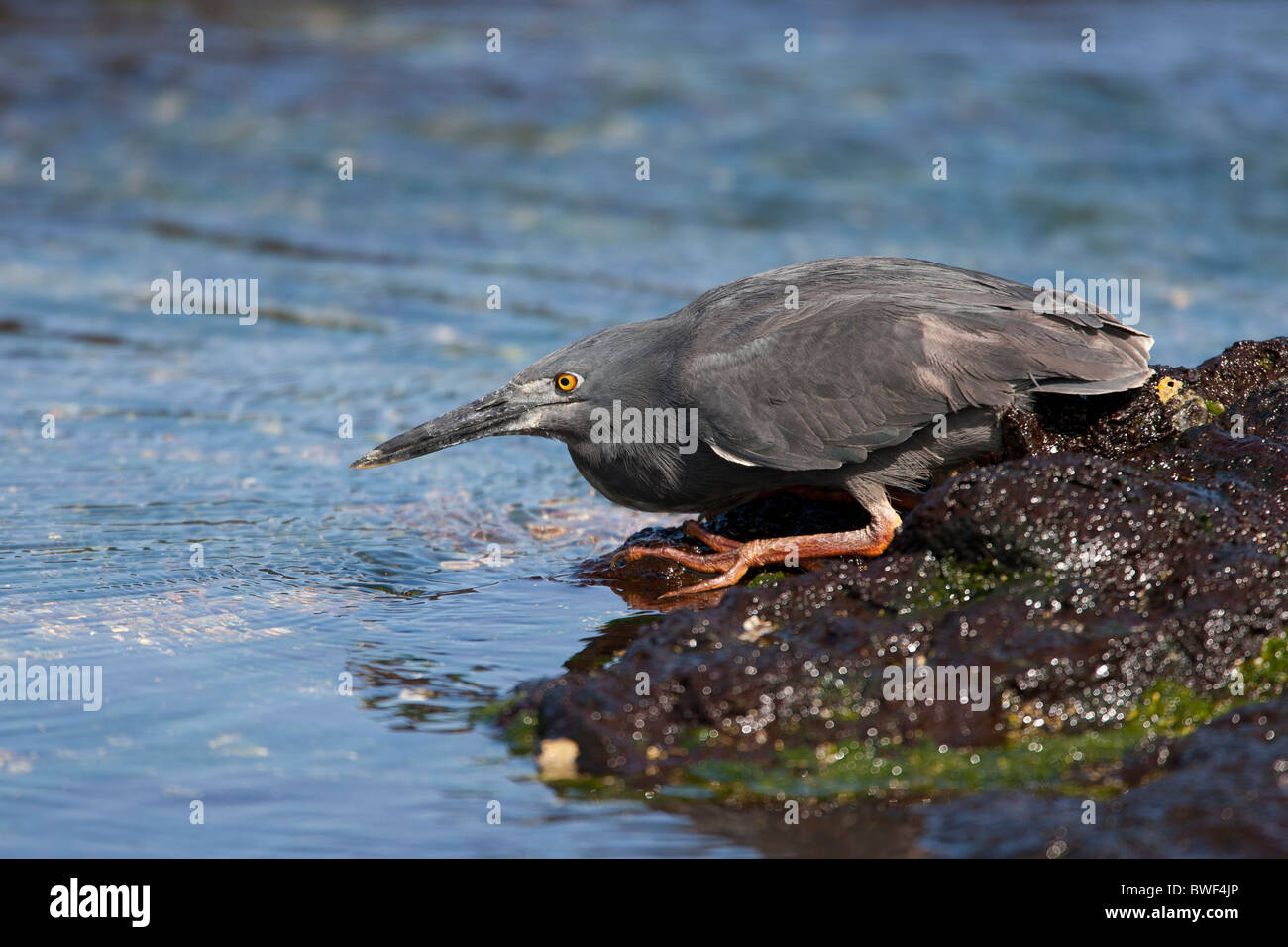 Airone striato (Butorides sundevalli striata), sottospecie Galapagos, noto anche come le Galapagos o airone di Lava Foto Stock