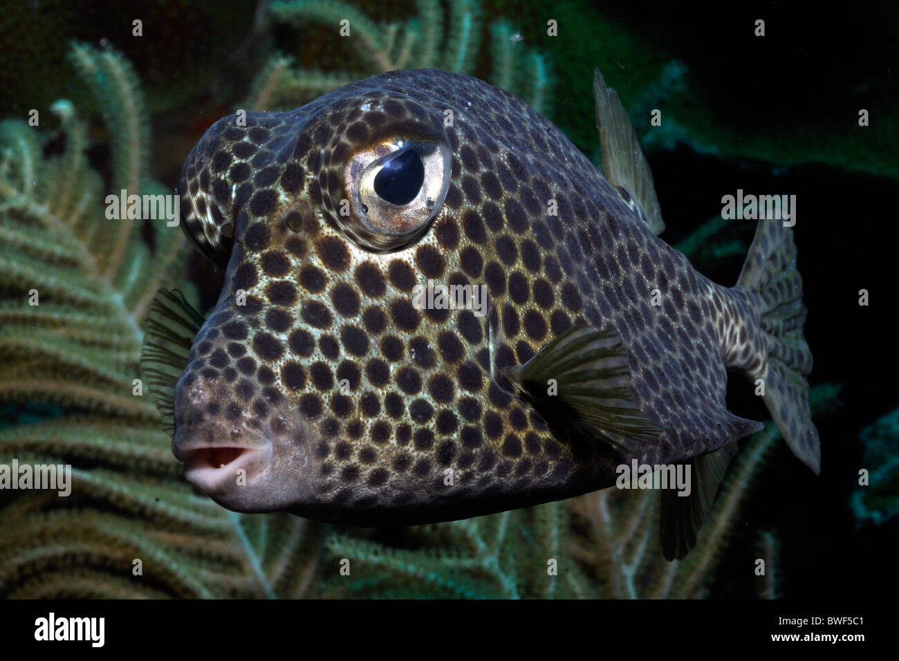 Trunkfish chiazzato, ( Lactophrys bicaudalis), Bonaire Foto Stock