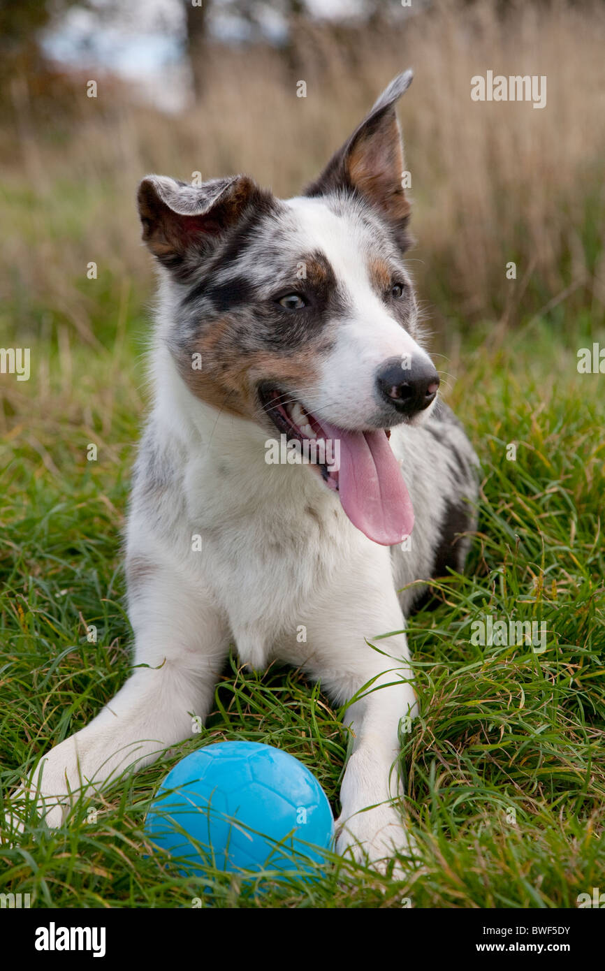 Giovane maschio blue merle e tan pedigree Border Collie in erba verde con un giocattolo blu sfera Foto Stock