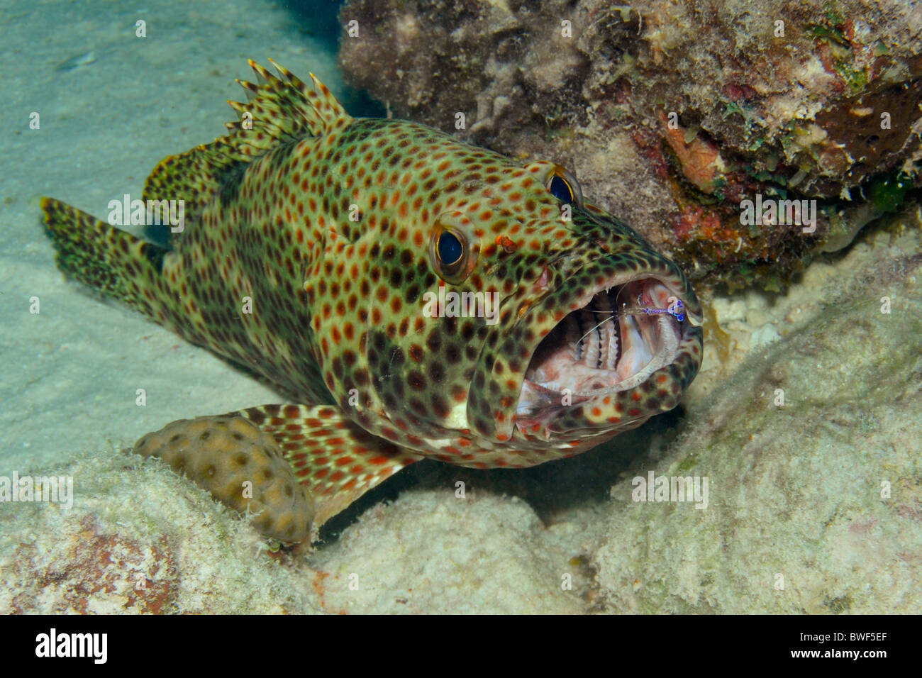 Il detergente gamberetti nella bocca di una roccia Hind pesce, Bonaire Foto Stock