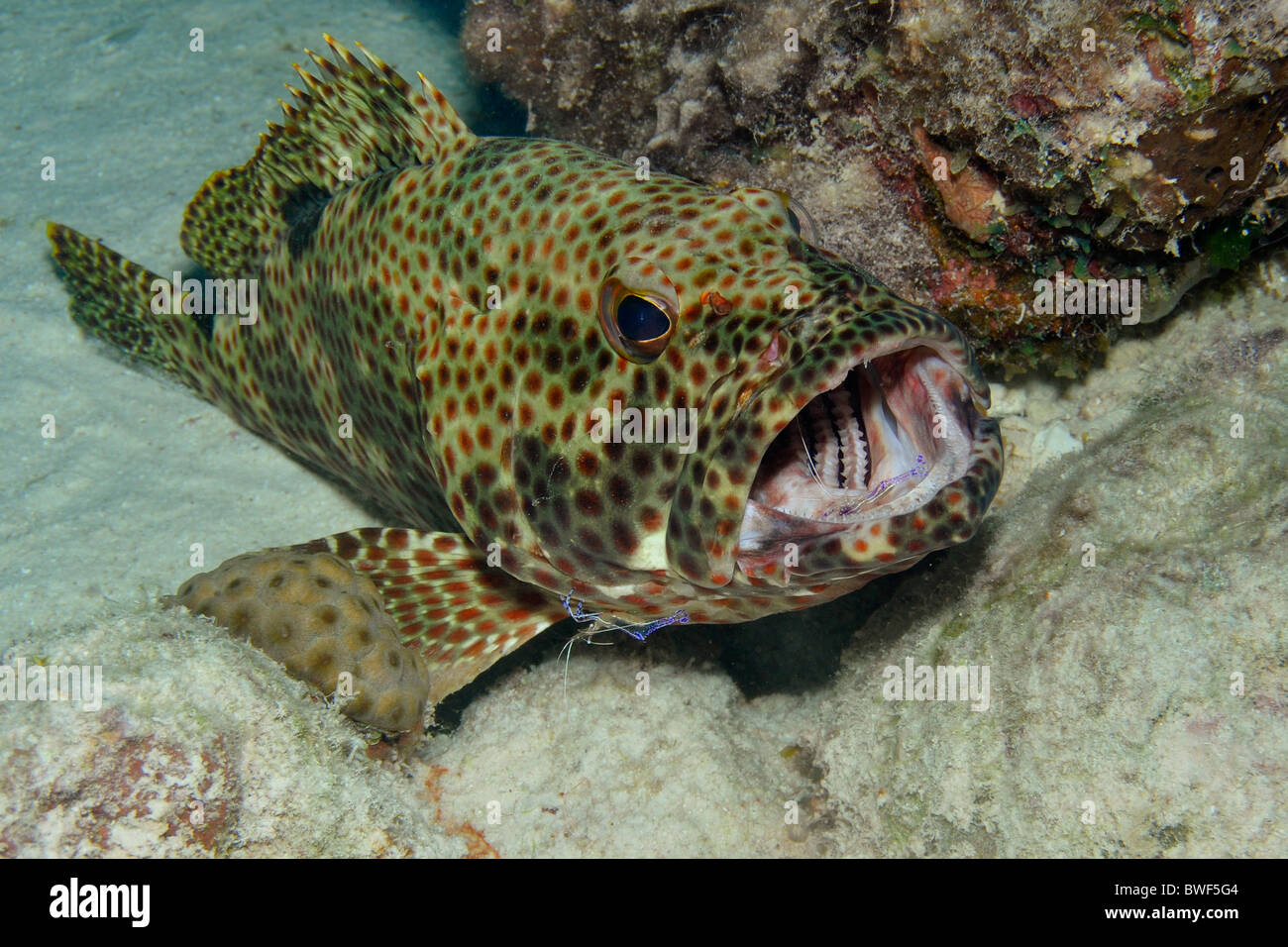 Il detergente gamberetti nella bocca di una roccia Hind pesce, Bonaire Foto Stock