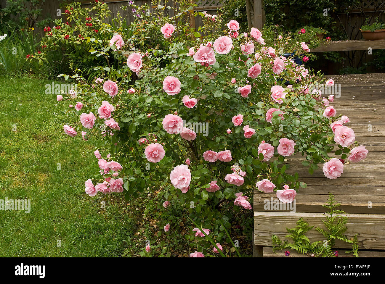 Rosa rosa bush con il portico Foto Stock
