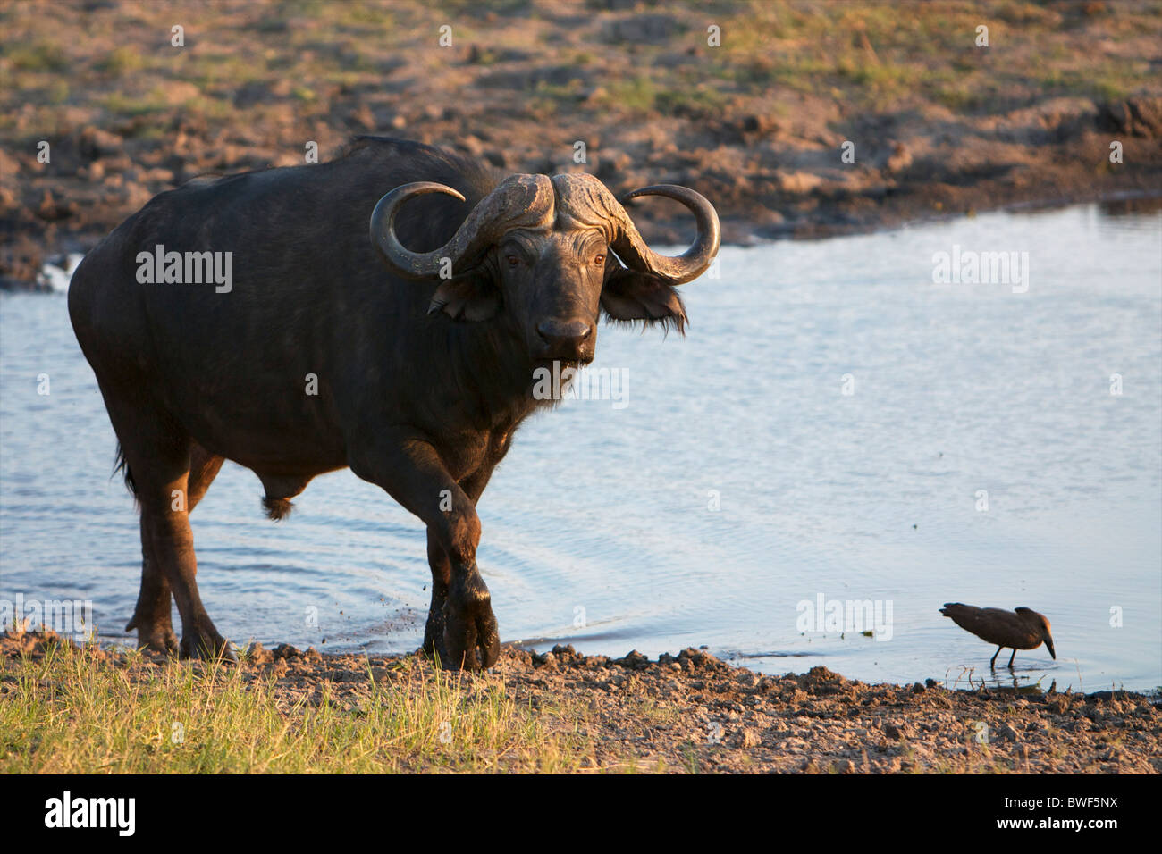Bufalo d'acqua potabile finiture in Chobe National Park, Botswana Foto Stock
