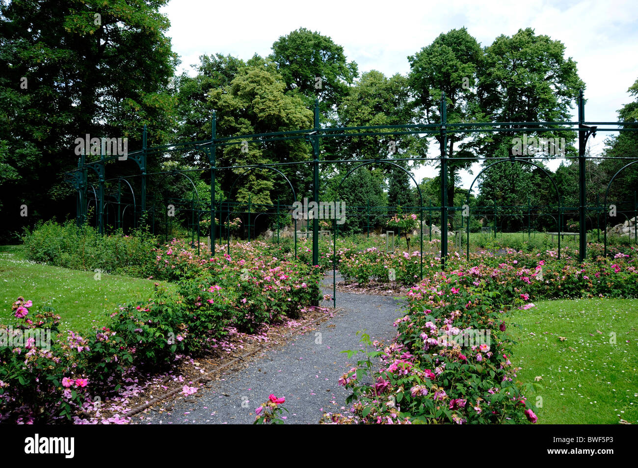 Giardino di Rose in Giardini di Iveagh, Dublino, Irlanda Foto Stock