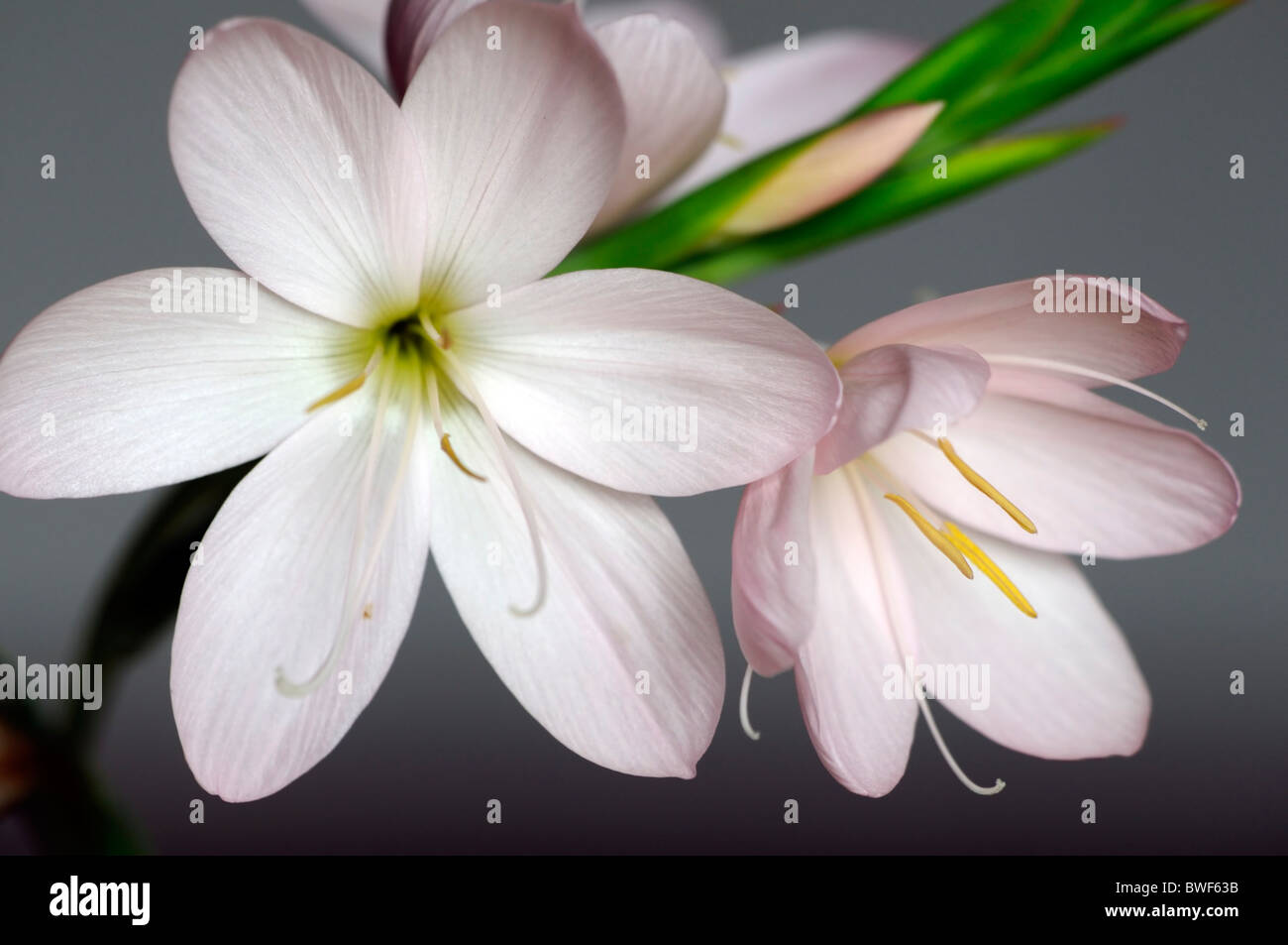 Schizostylis coccinea principessa rosa bianco rosa kaffir gigli giglio fiore fiori bloom blossom garden pianta perenne bulbosa Foto Stock