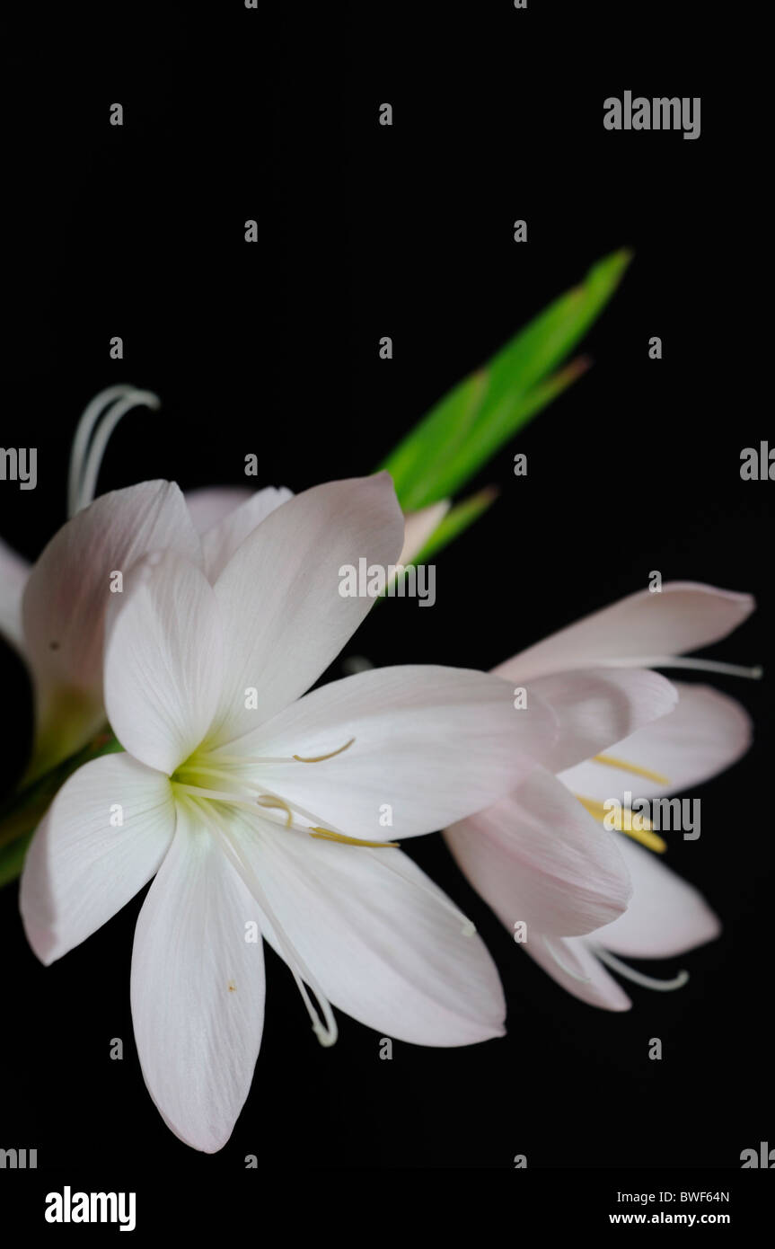 Schizostylis coccinea principessa rosa bianco rosa kaffir gigli giglio fiore fiori bloom blossom garden pianta perenne bulbosa Foto Stock