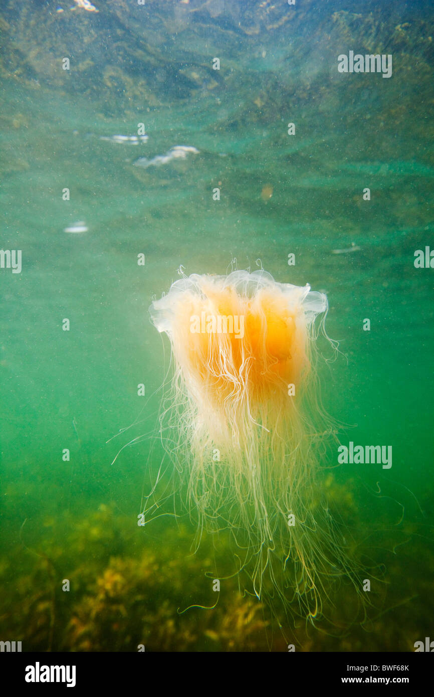 Medusa urticante nell'acqua del Salto(Saltö),Bohuslan,Svezia Foto Stock