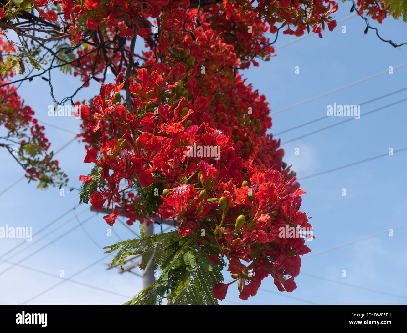 Fantastico blossom sul Royal Poinciana Tree di Key West in Florida Keys nello Stato della Florida USA Foto Stock