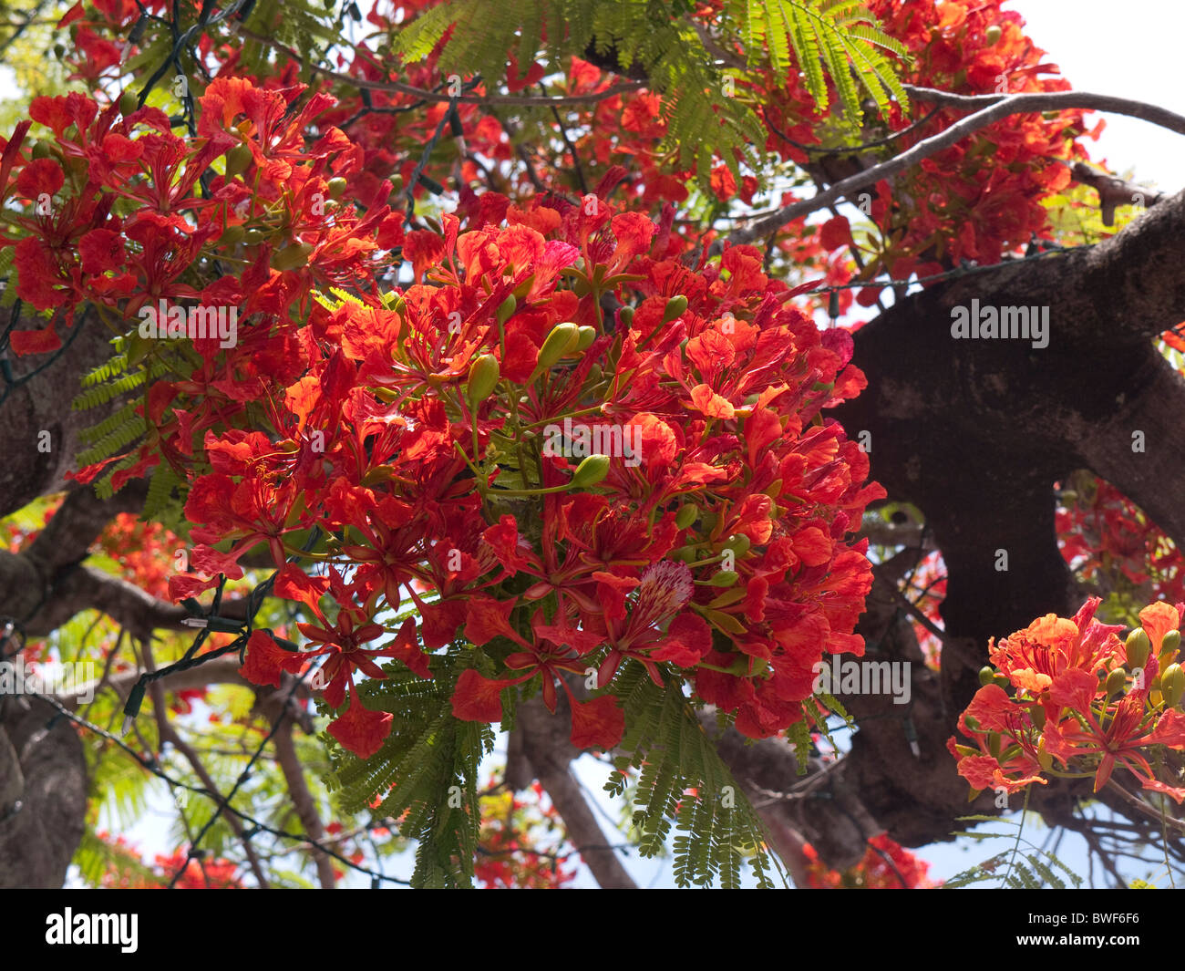 Fantastico blossom sul Royal Poinciana Tree di Key West in Florida Keys nello Stato della Florida USA Foto Stock