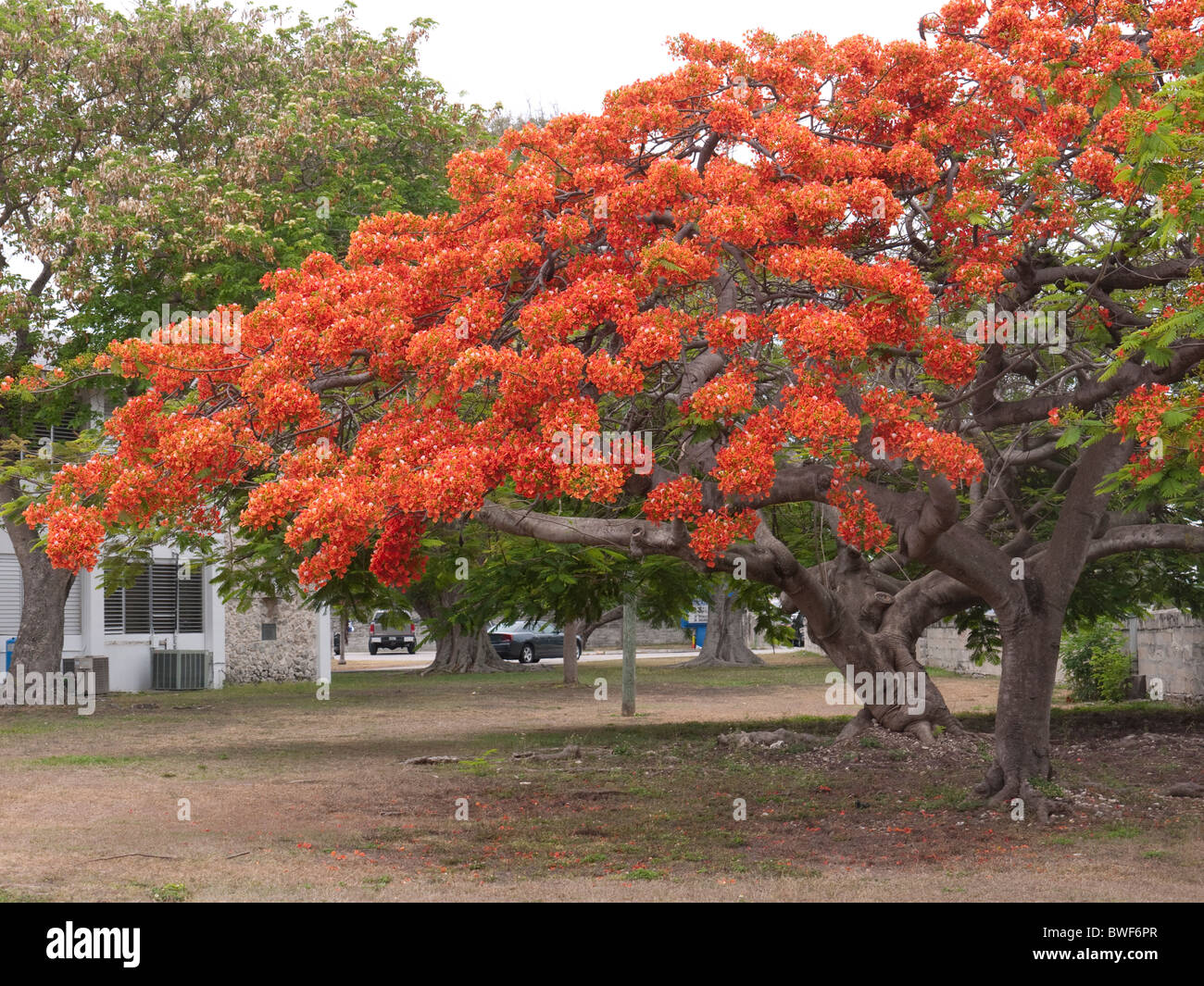 Fantastico blossom sul Royal Poinciana Tree di Key West in Florida Keys nello Stato della Florida USA Foto Stock