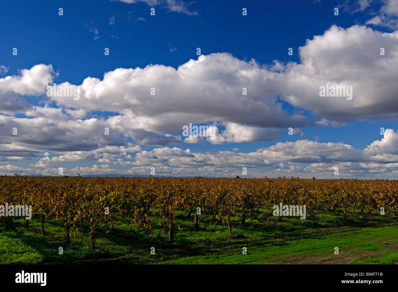 Vigneto nella regione del Delta nei pressi di Lodi, California. Foto Stock